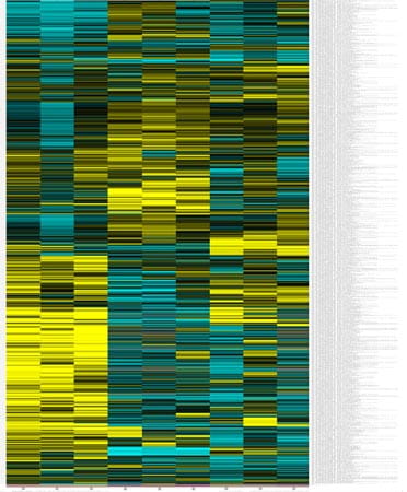 Gene expression profile.